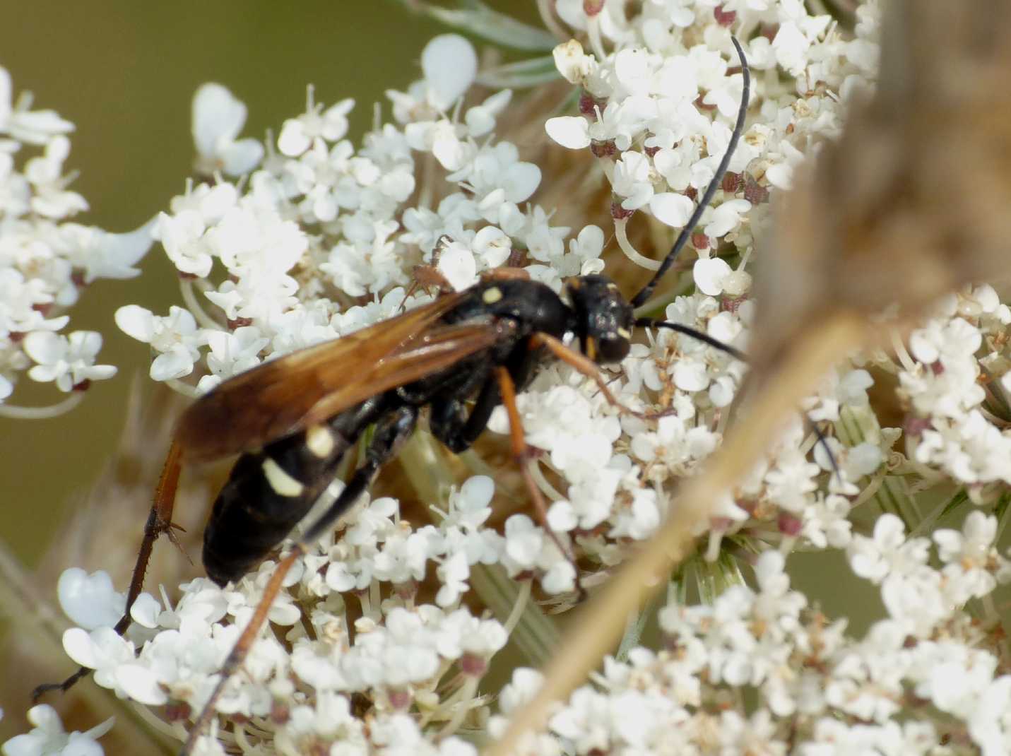 Ichneumonidae? No. Pompilidae